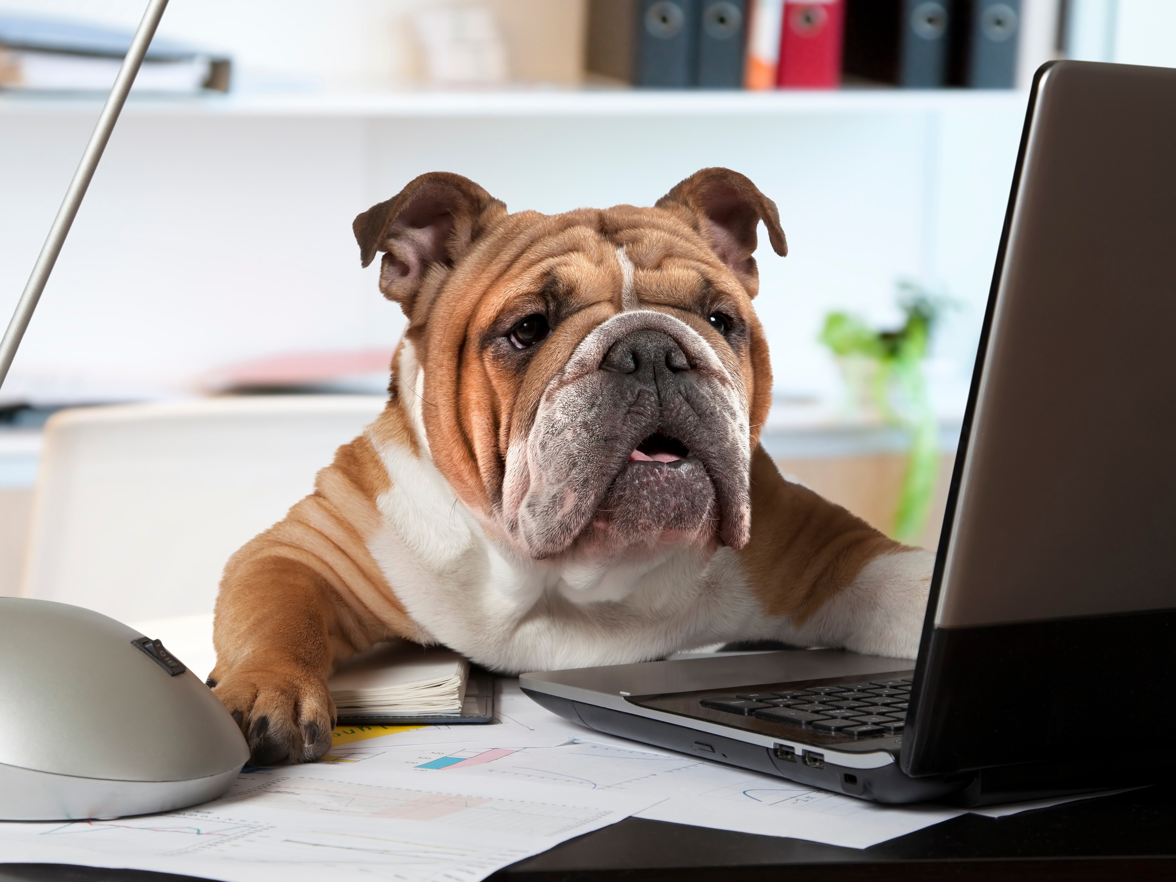 bulldog looking at laptop