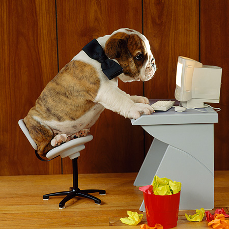 bulldog puppy typing on a computer